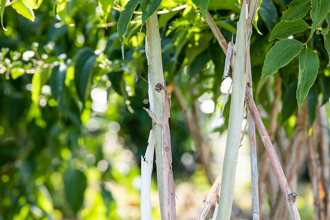 Heptacodium miconioides