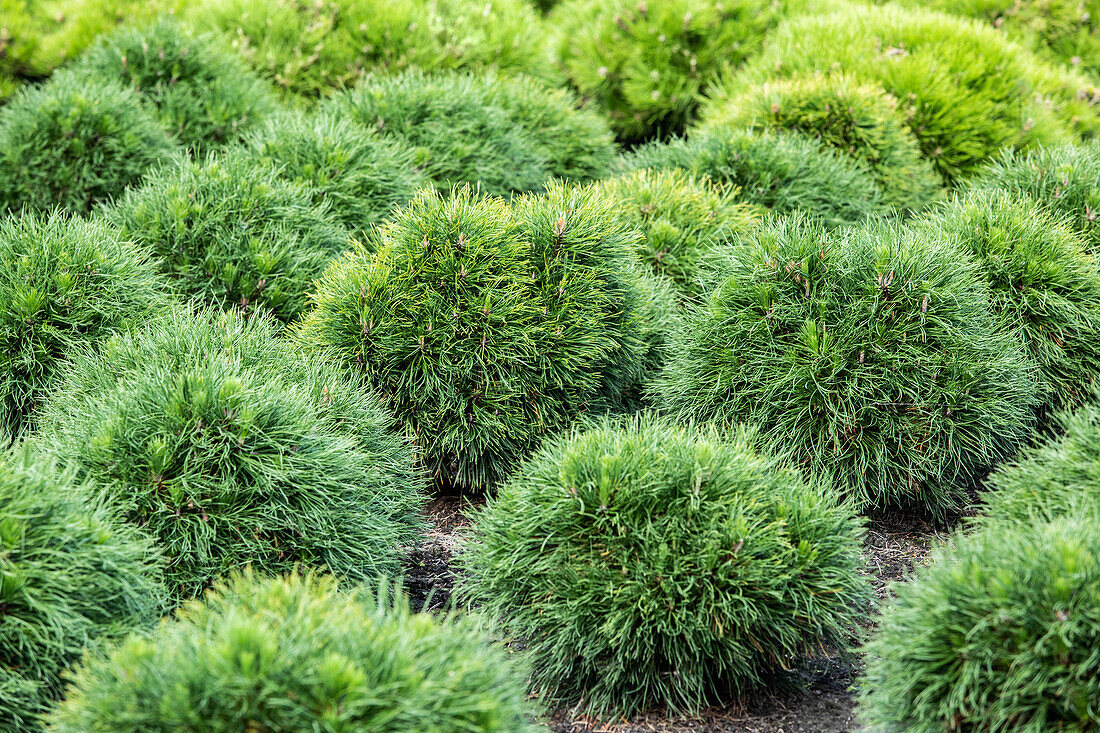 Pinus strobus 'Minima'