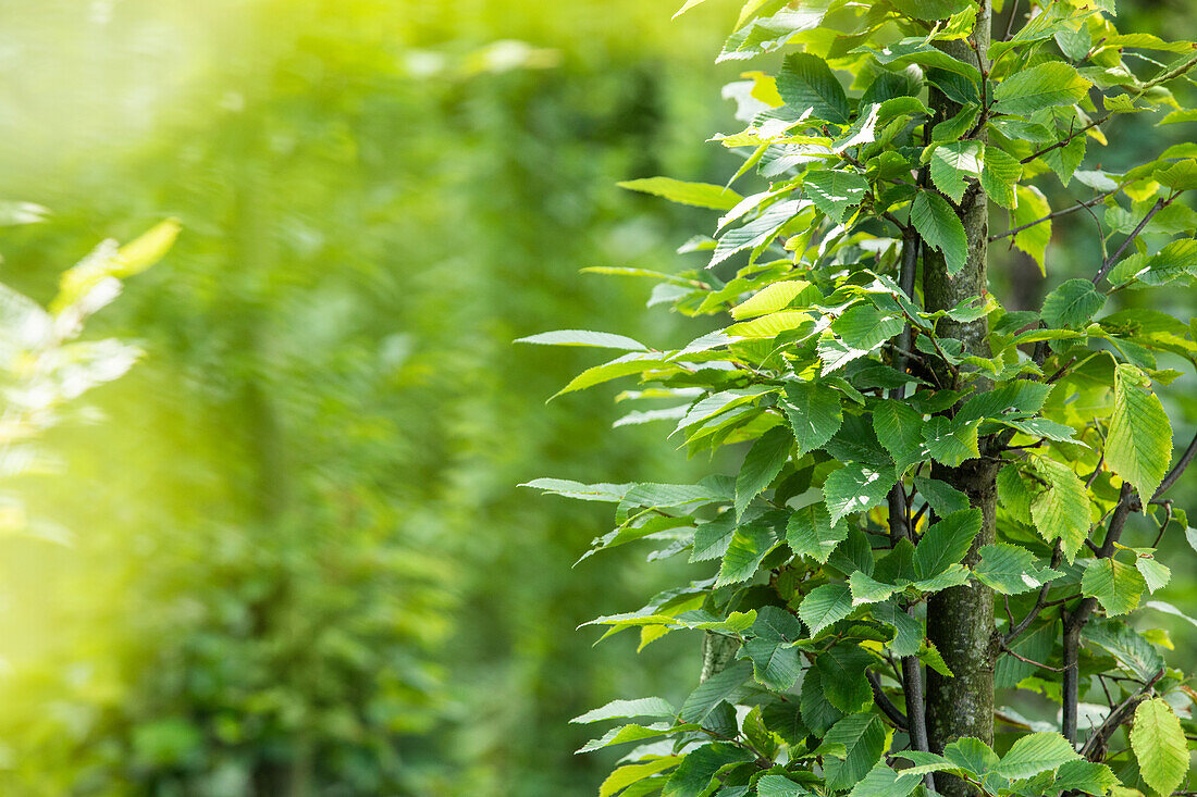 Carpinus betulus