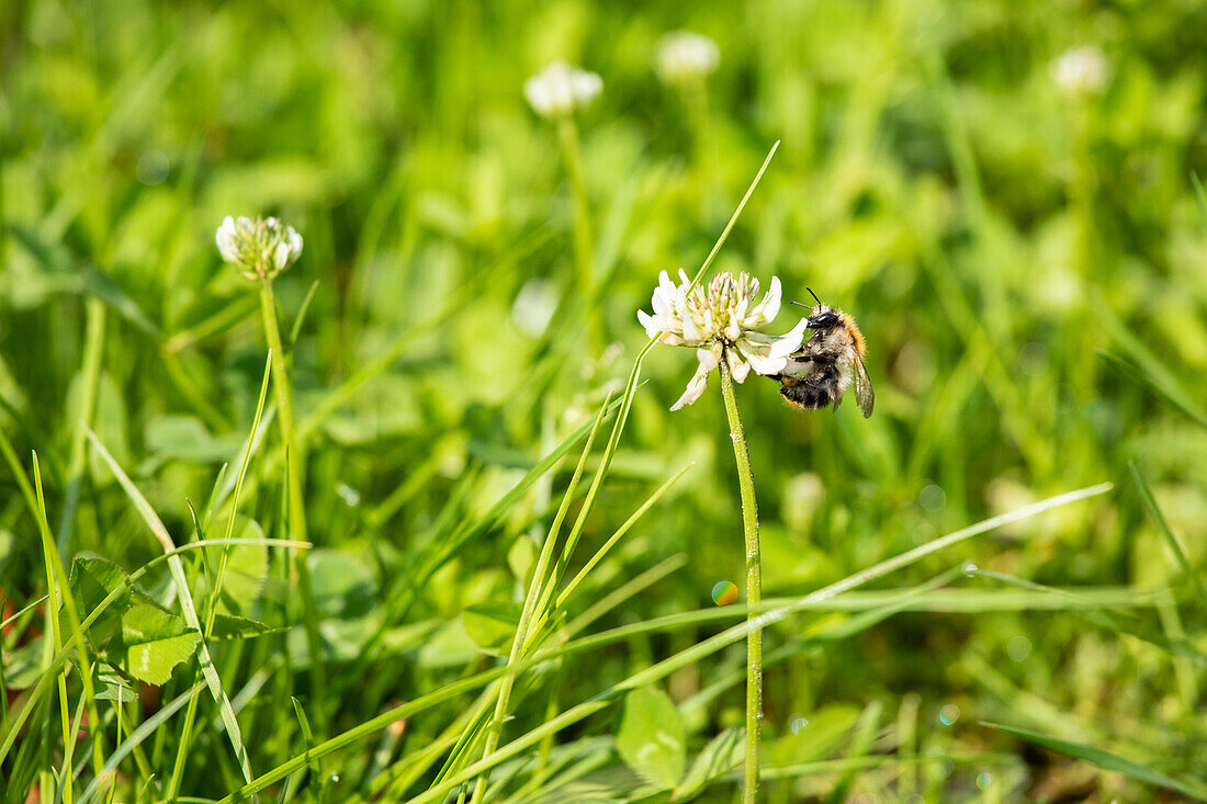 Biene an Kleeblüte