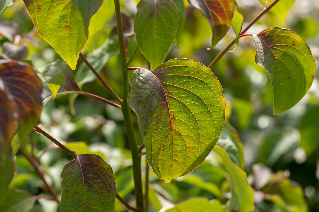 Cornus controversa