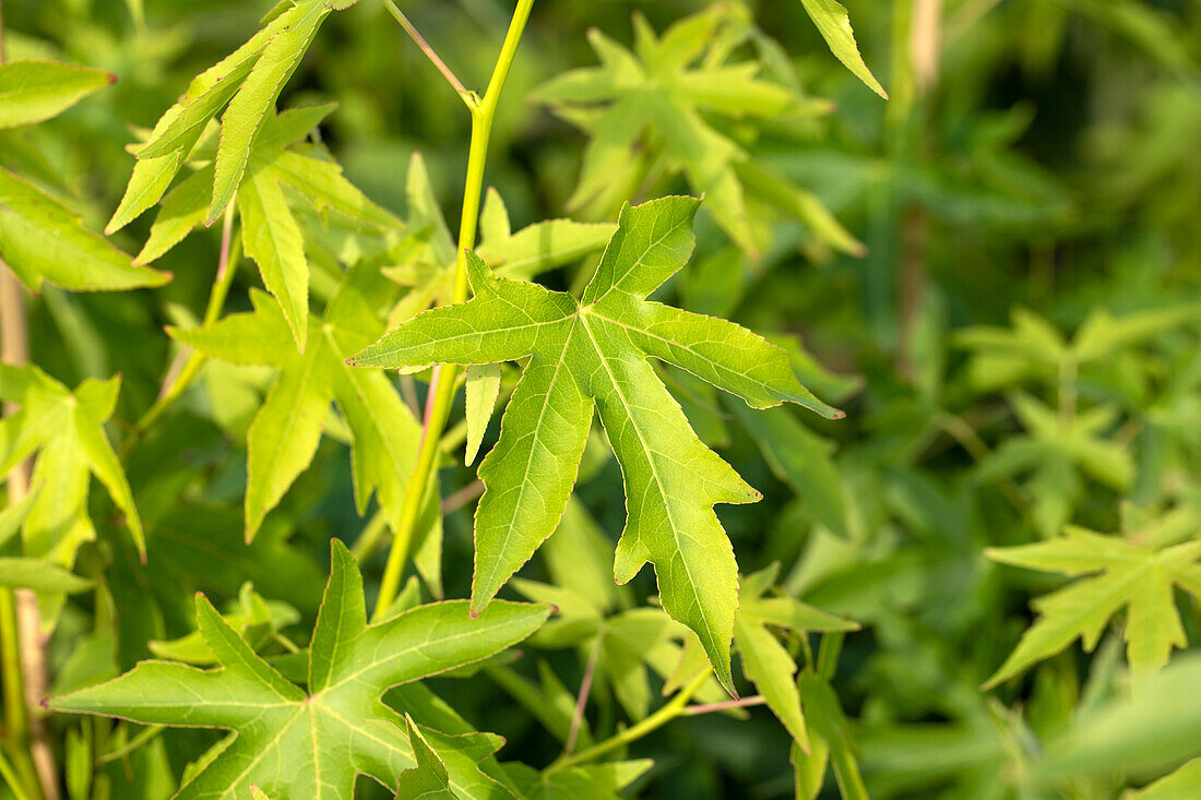 Liquidambar styraciflua 'Worplesdon'