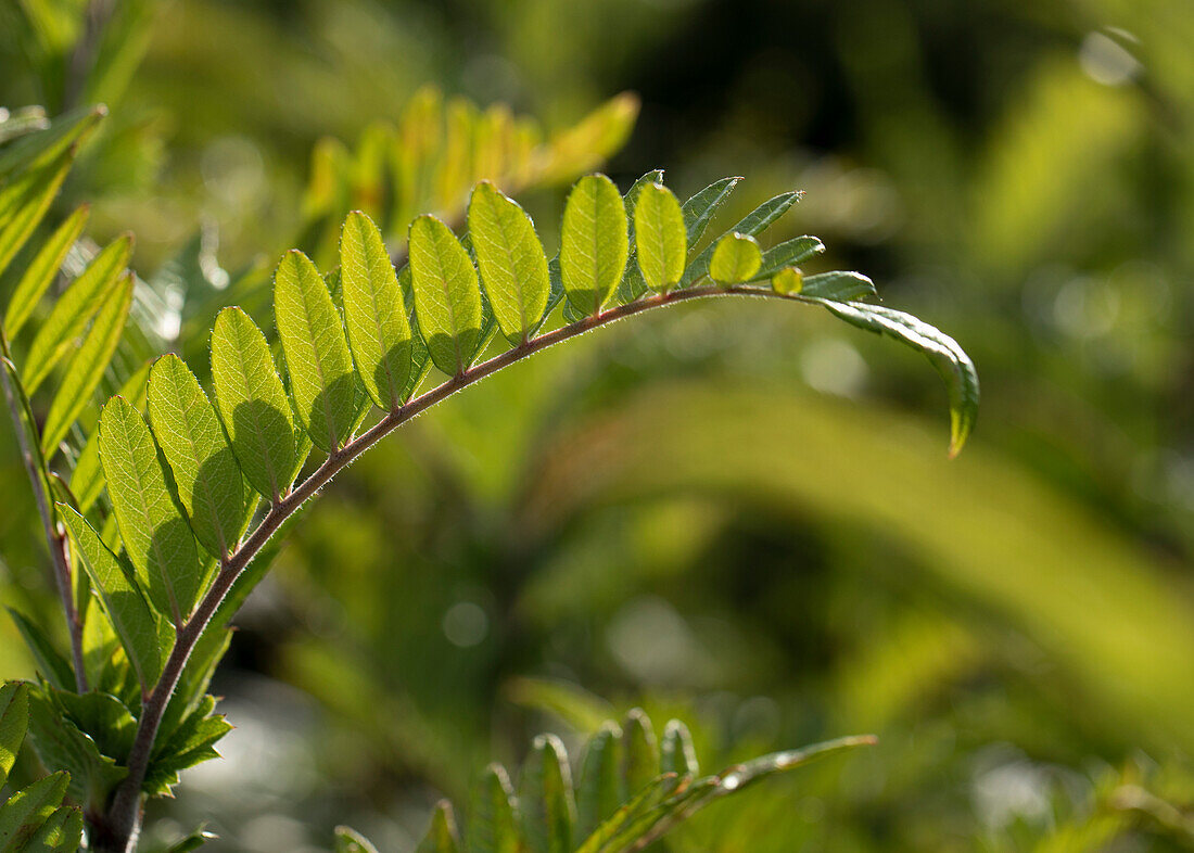 Sorbus 'Joseph Rock'