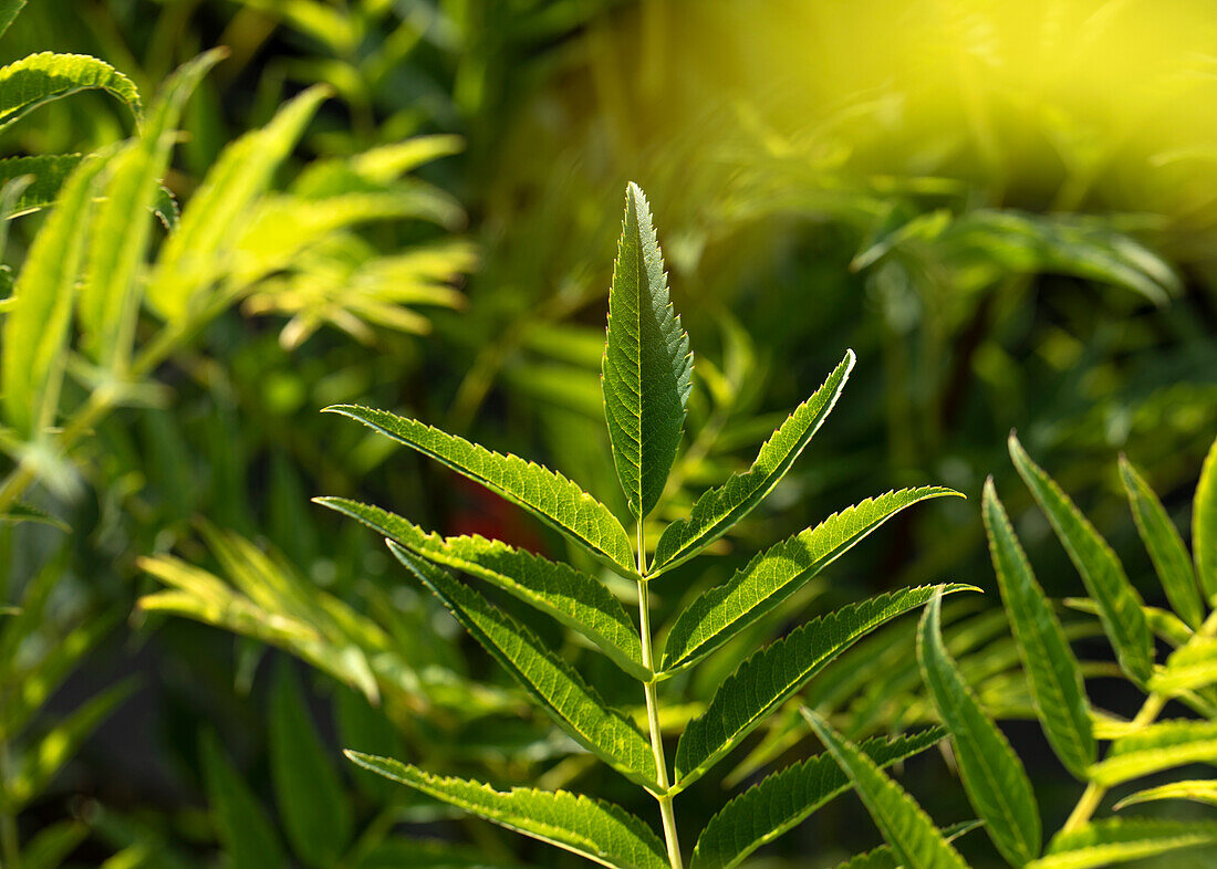 Sorbus aucuparia 'Ulong'