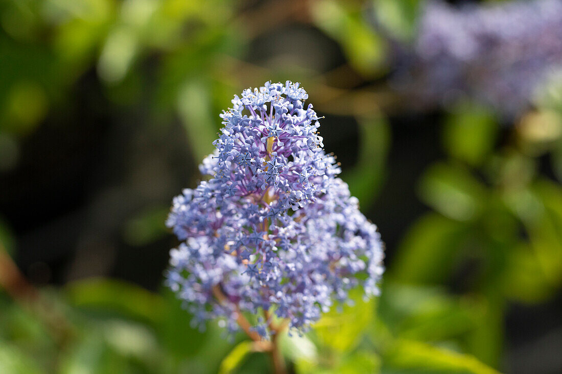 Ceanothus delilianus 'Gloire de Versailles'