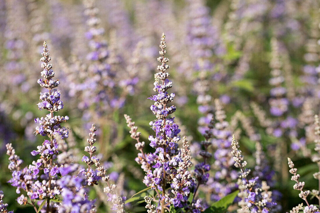 Vitex agnus-castus f. latifolia