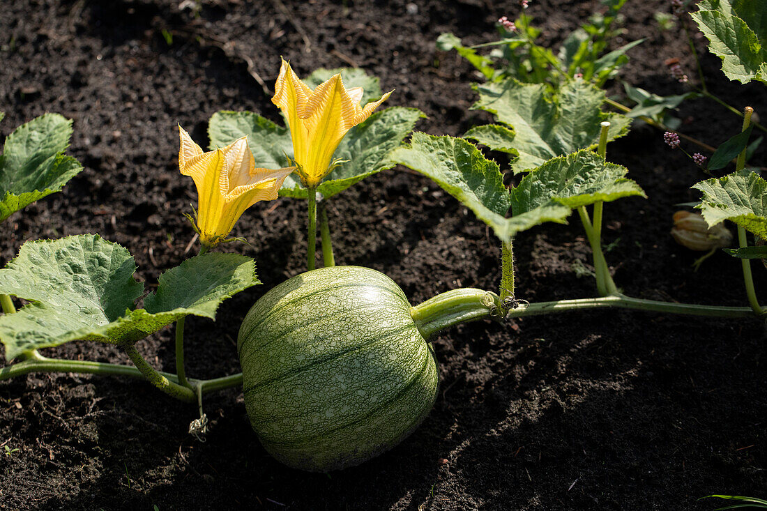 Cucurbita pepo 'Ronde De Nice'