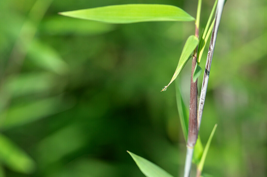 Fargesia nitida 'Black Pearl'