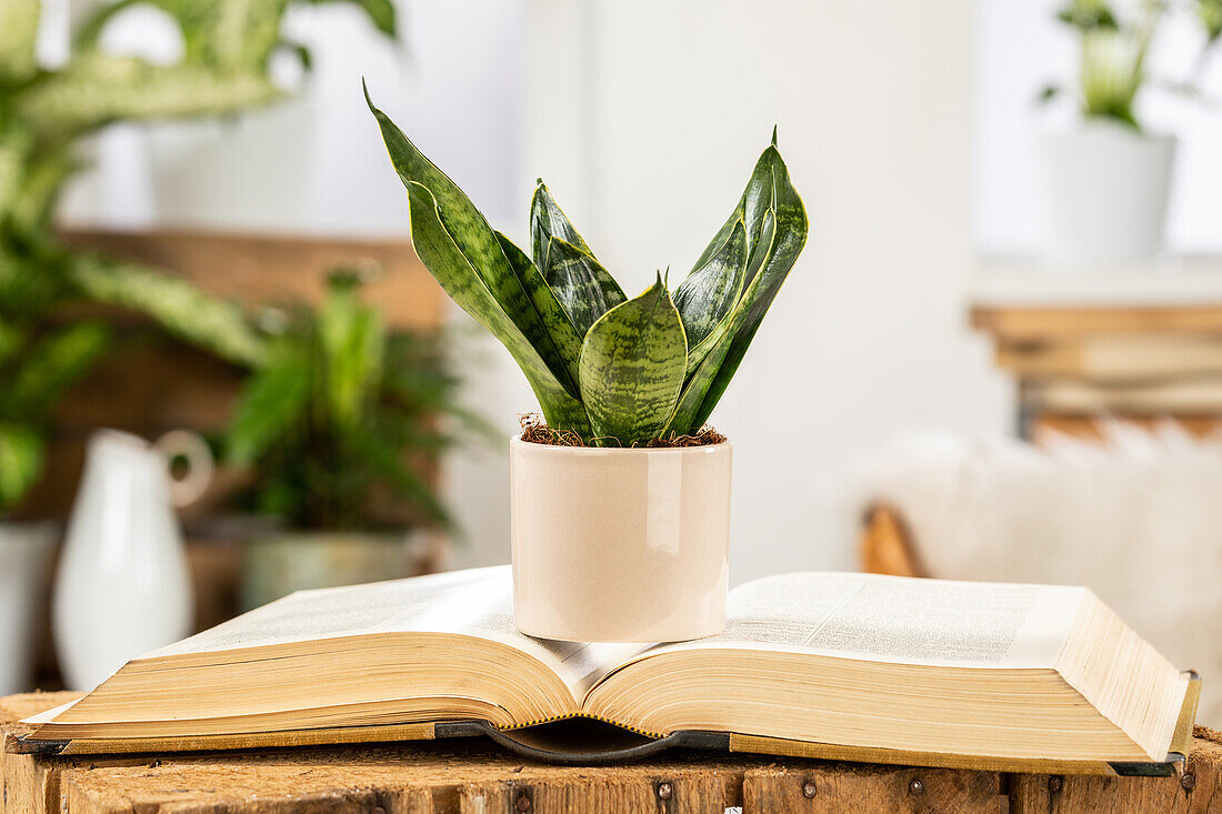 Sansevieria trifasciata 'Hahnii'