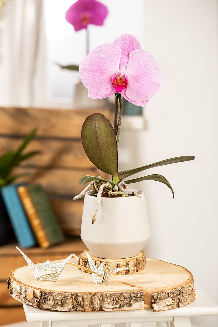 Phalaenopsis 'Singolo'®, rosa