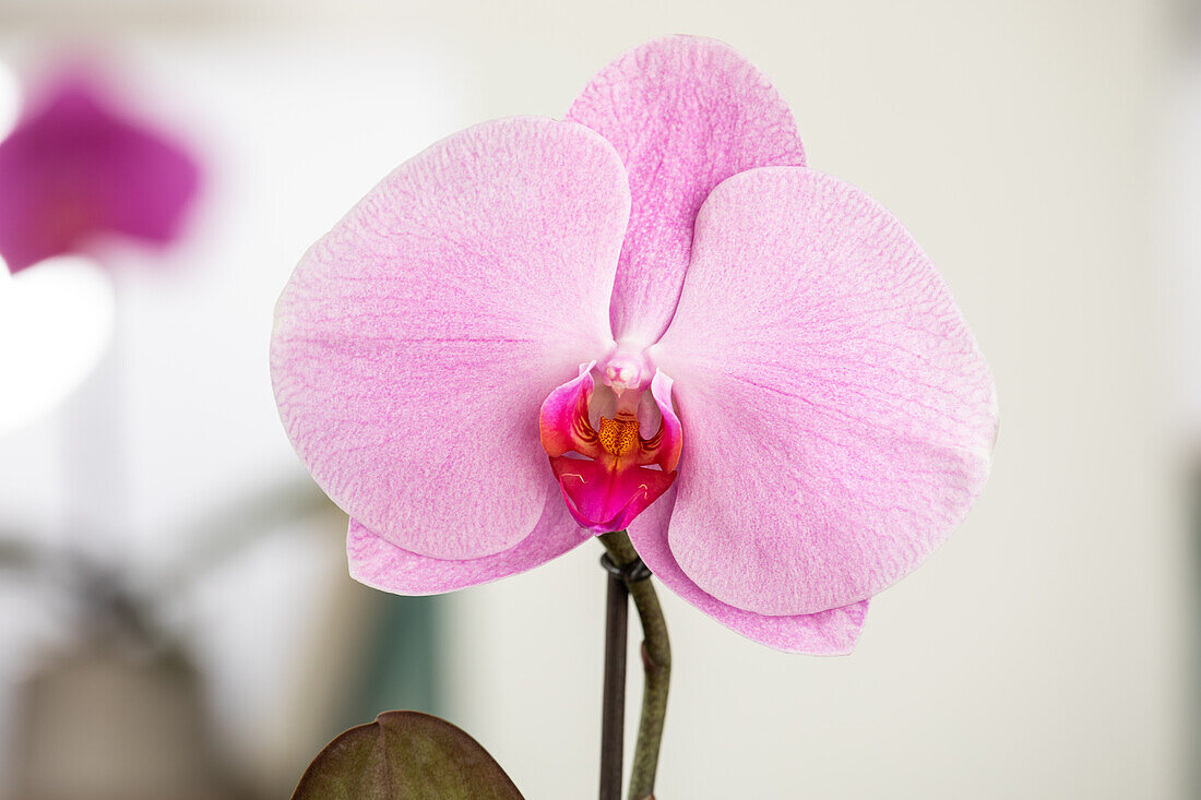 Phalaenopsis 'Singolo'®, pink