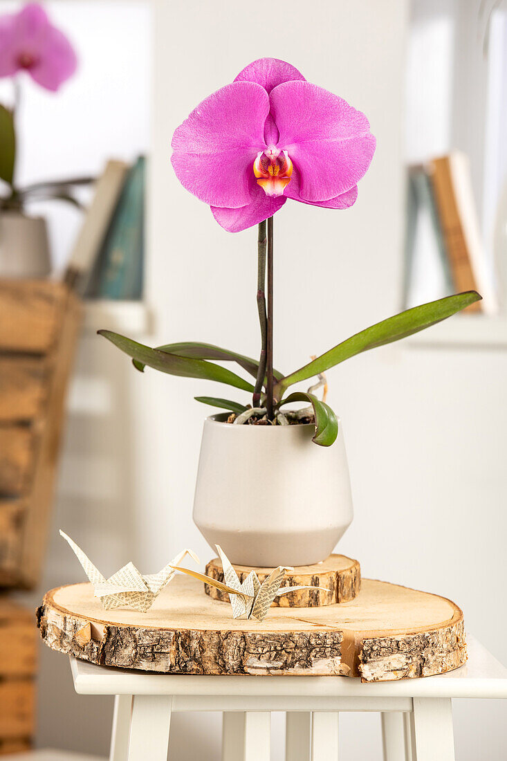 Phalaenopsis 'Singolo'®, pink