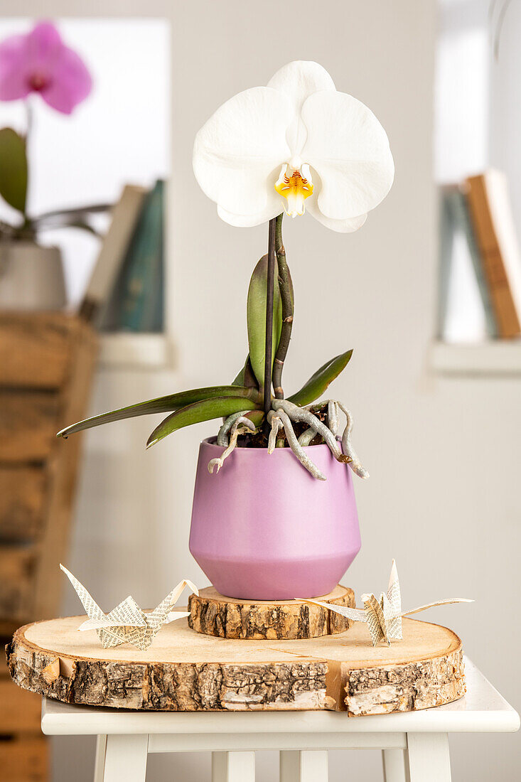 Phalaenopsis 'Singolo'®, white