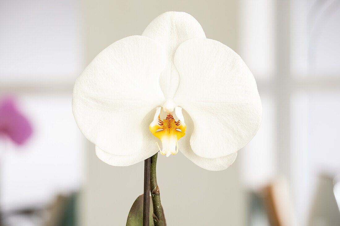 Phalaenopsis 'Singolo'®, weiß