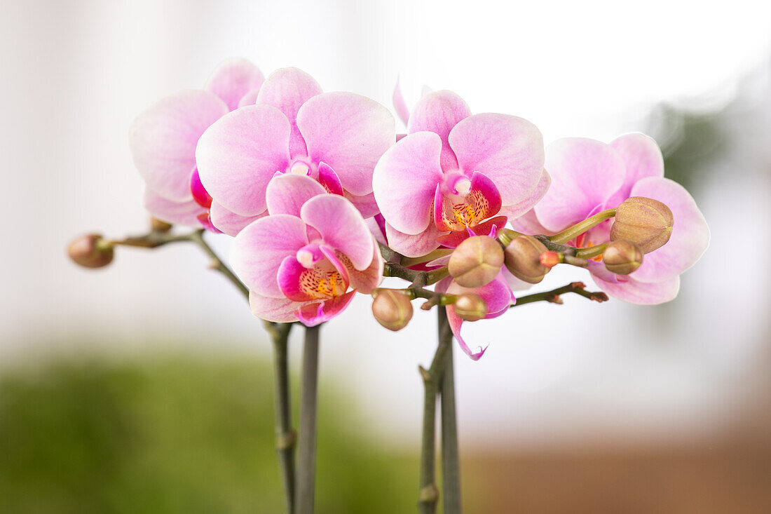 Phalaenopsis multiflora, pink