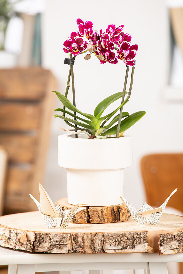 Phalaenopsis multiflora, red