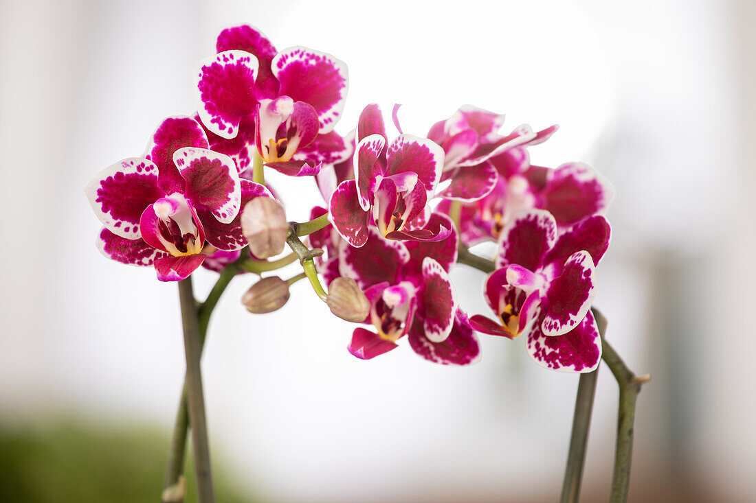 Phalaenopsis, bicoloured