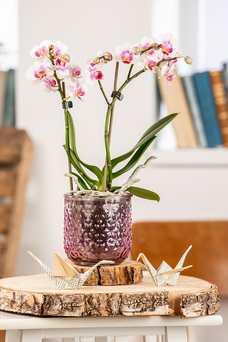 Phalaenopsis multiflora, pink