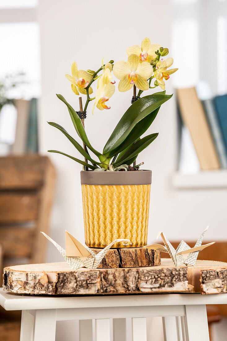 Phalaenopsis, yellow