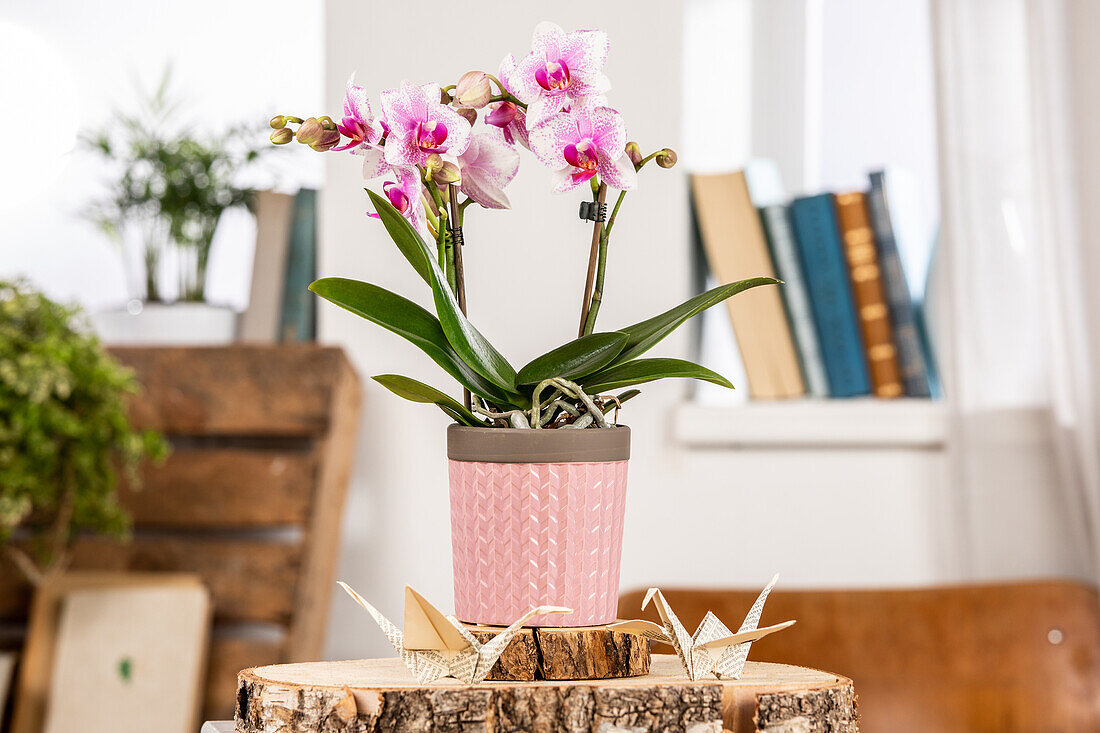 Phalaenopsis, pink