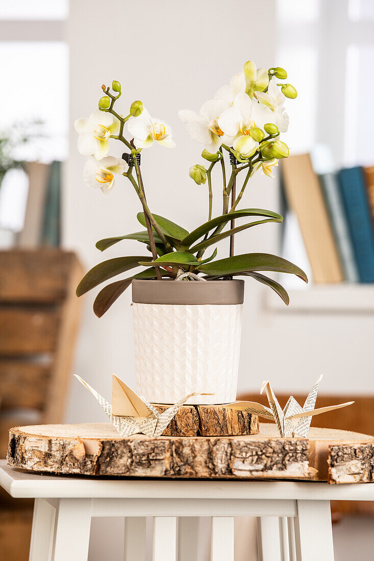 Phalaenopsis Midi, white