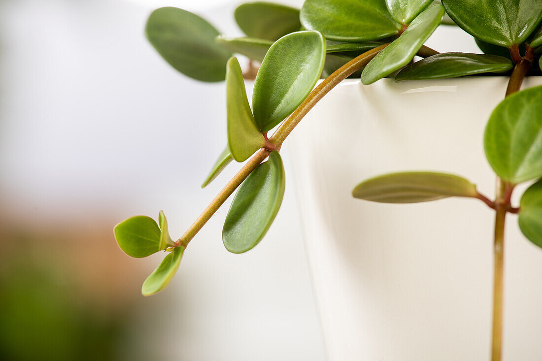 Peperomia 'Hope'