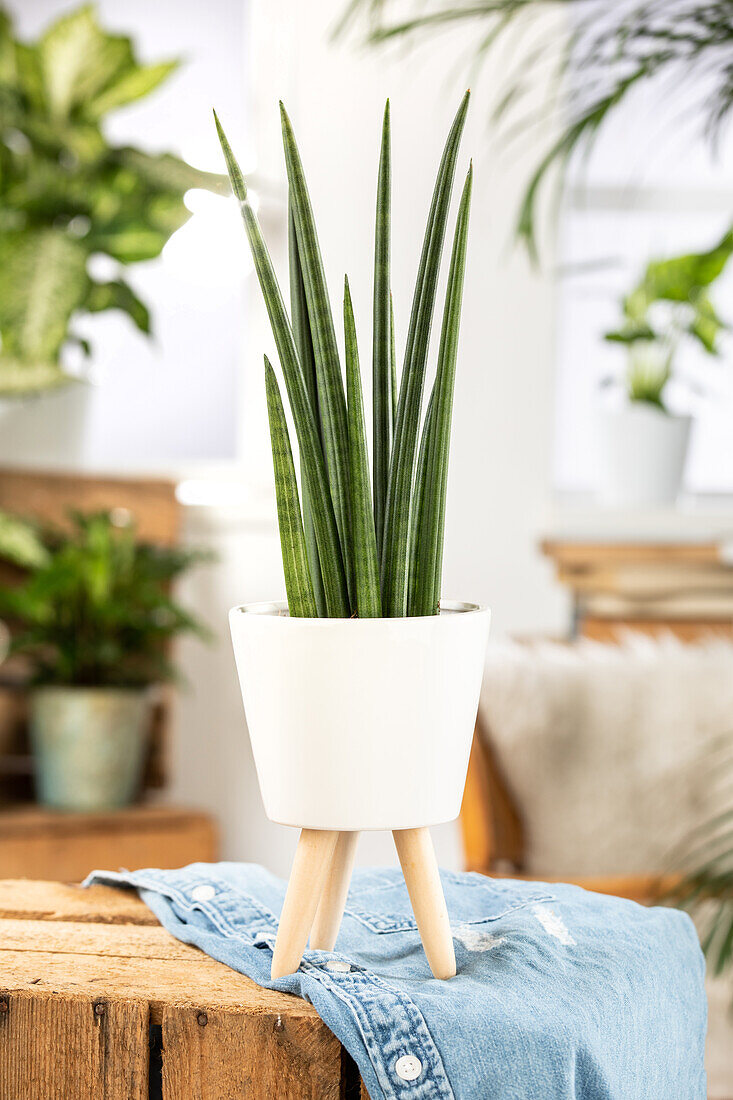 Sansevieria cylindrica