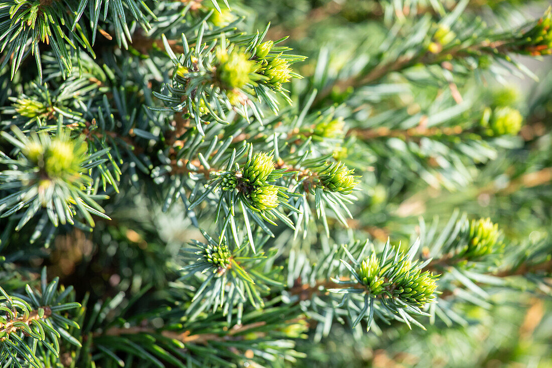 Picea omorika 'Wodan'