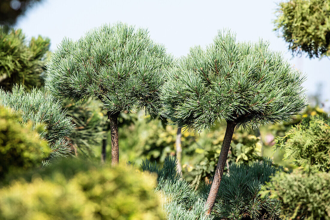 Pinus sylvestris 'Watereri', Pompon