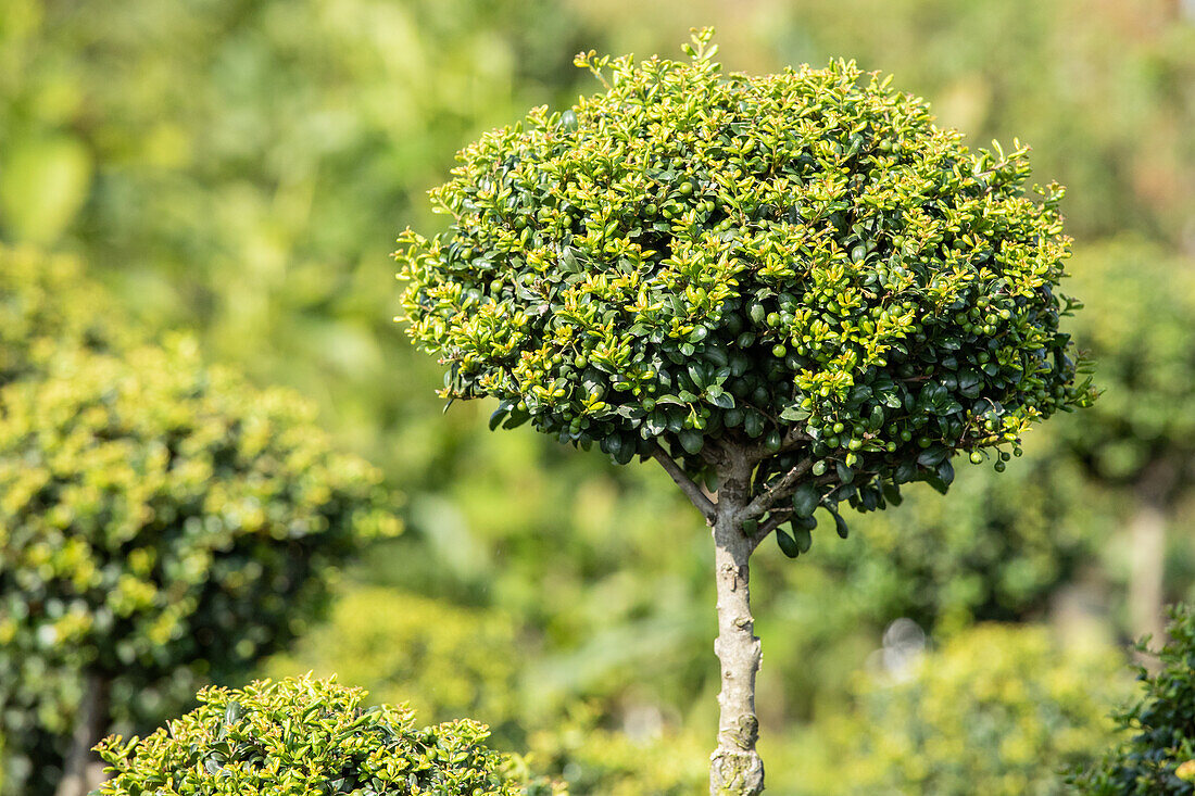 Ilex crenata 'Convexa', Pompon