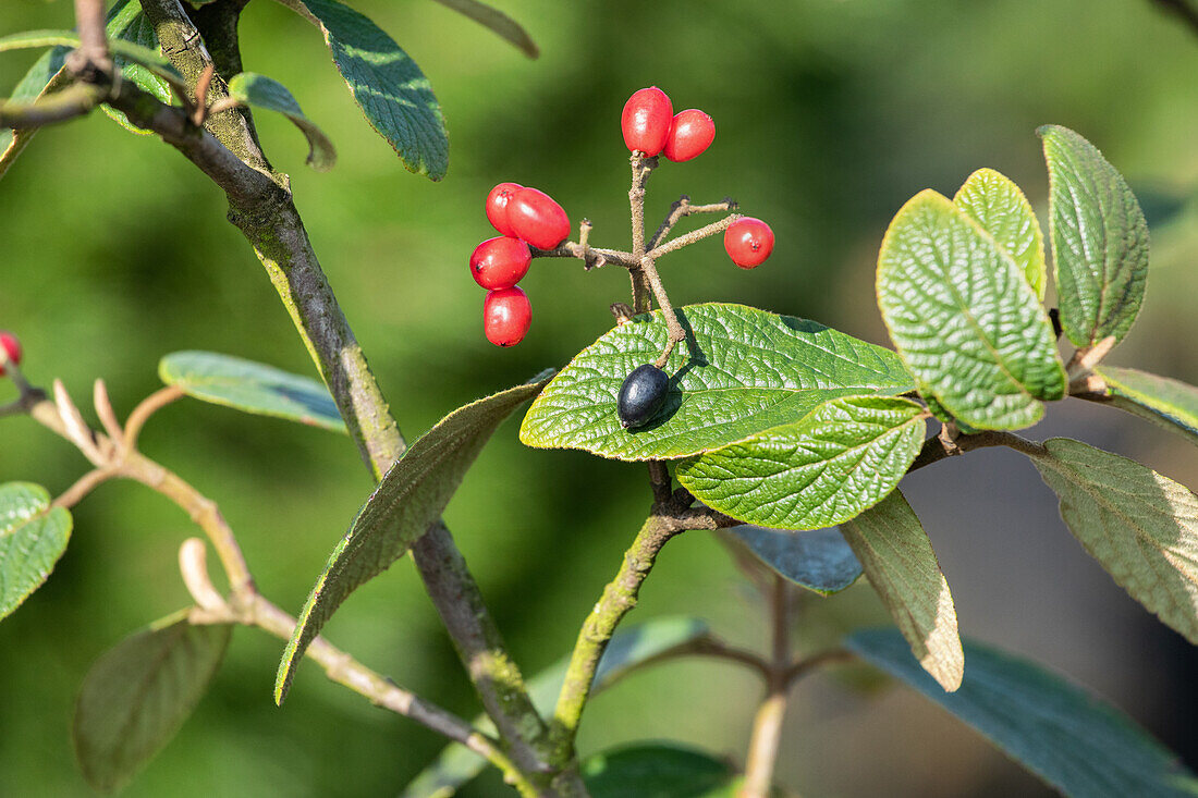 Viburnum rhytidophyllum