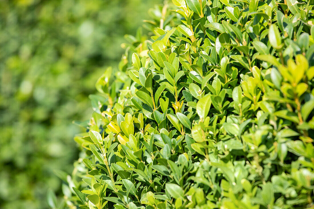 Buxus sempervirens var. arborescens, globe