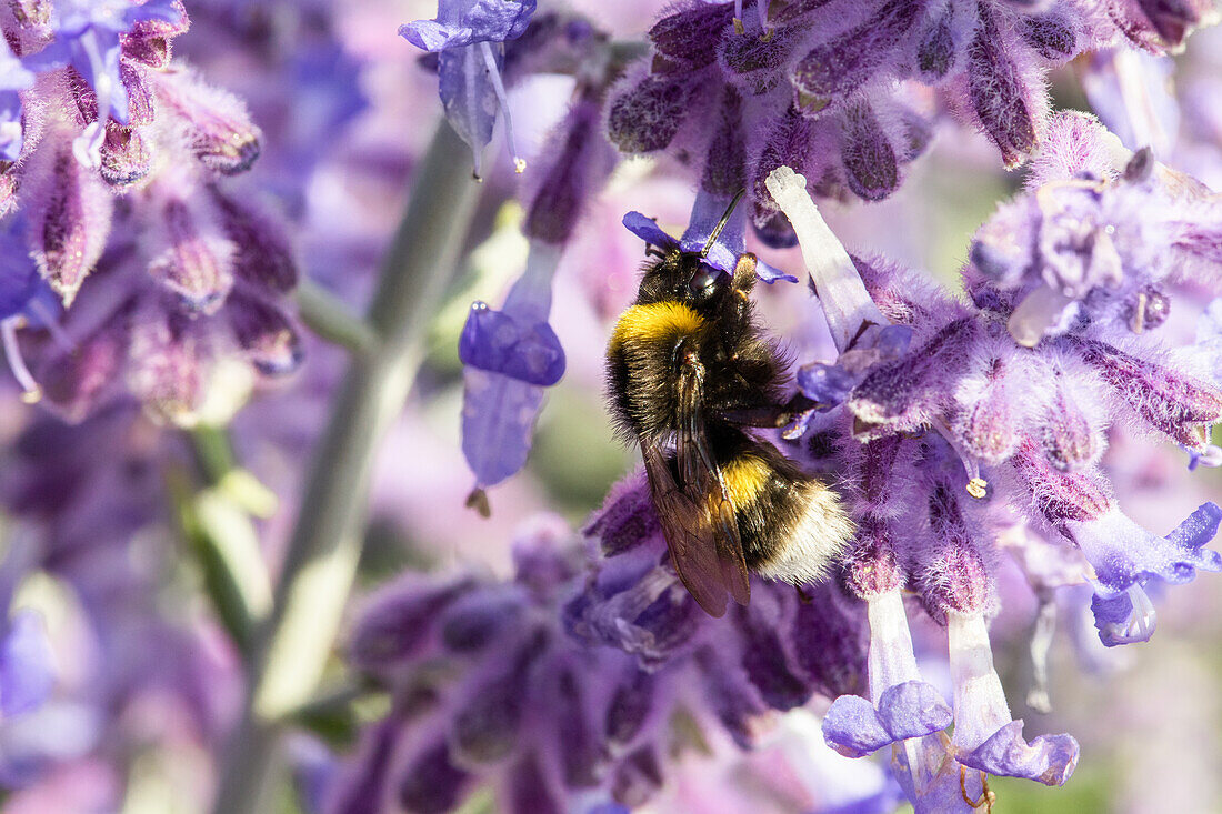 Perovskia atriplicifolia 'Lacey Blue'®