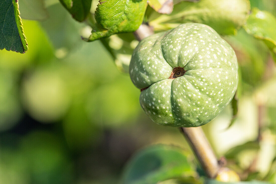 Chaenomeles x superba 'Youki Gotin'