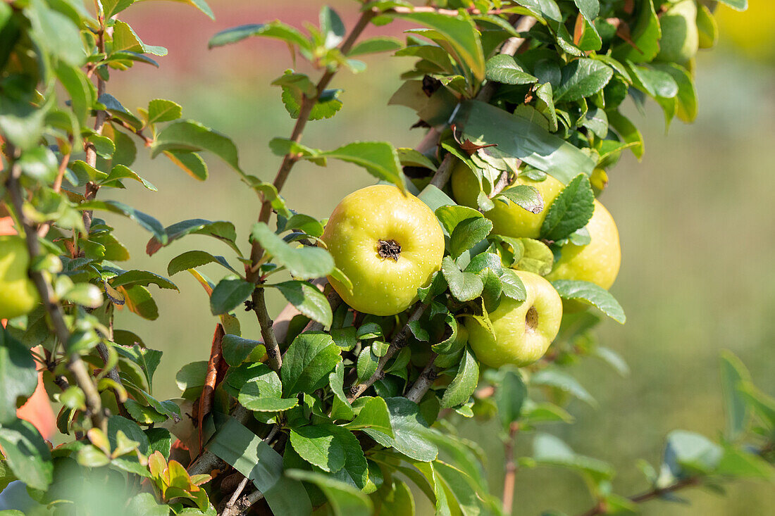 Chaenomeles japonica 'Sargentii'