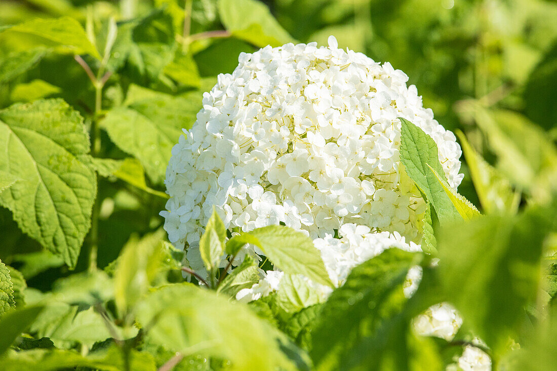 Hydrangea arborescens 'Annabelle'