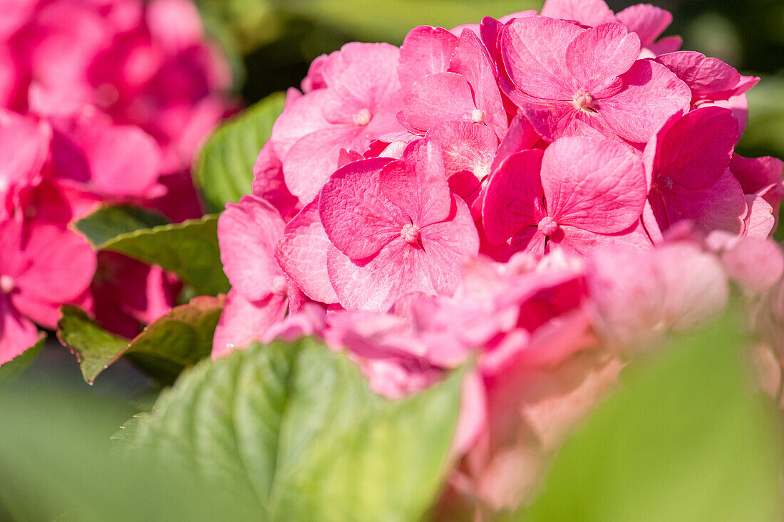 Hydrangea macrophylla 'Bouquet Rose'