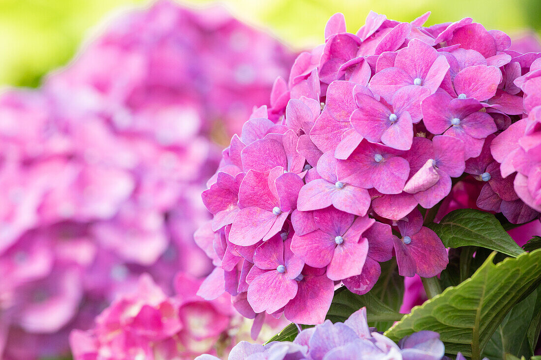 Hydrangea macrophylla, pink