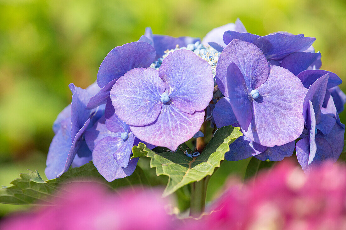 Hydrangea macrophylla 'Blaumeise'