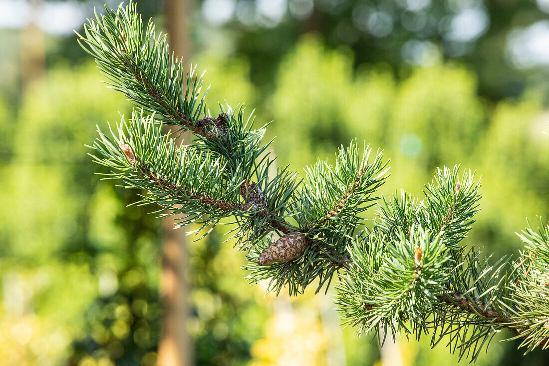 Pinus banksiana 'Arktis'