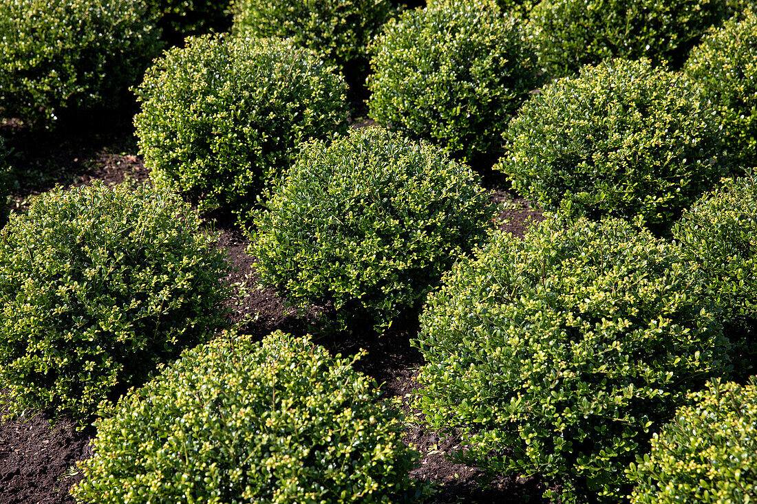 Ilex crenata, Kugel