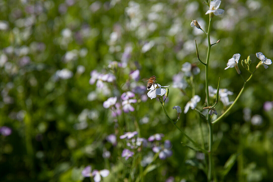 Bee on flower