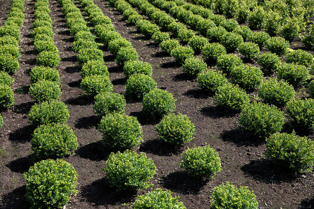 Ilex crenata, ball