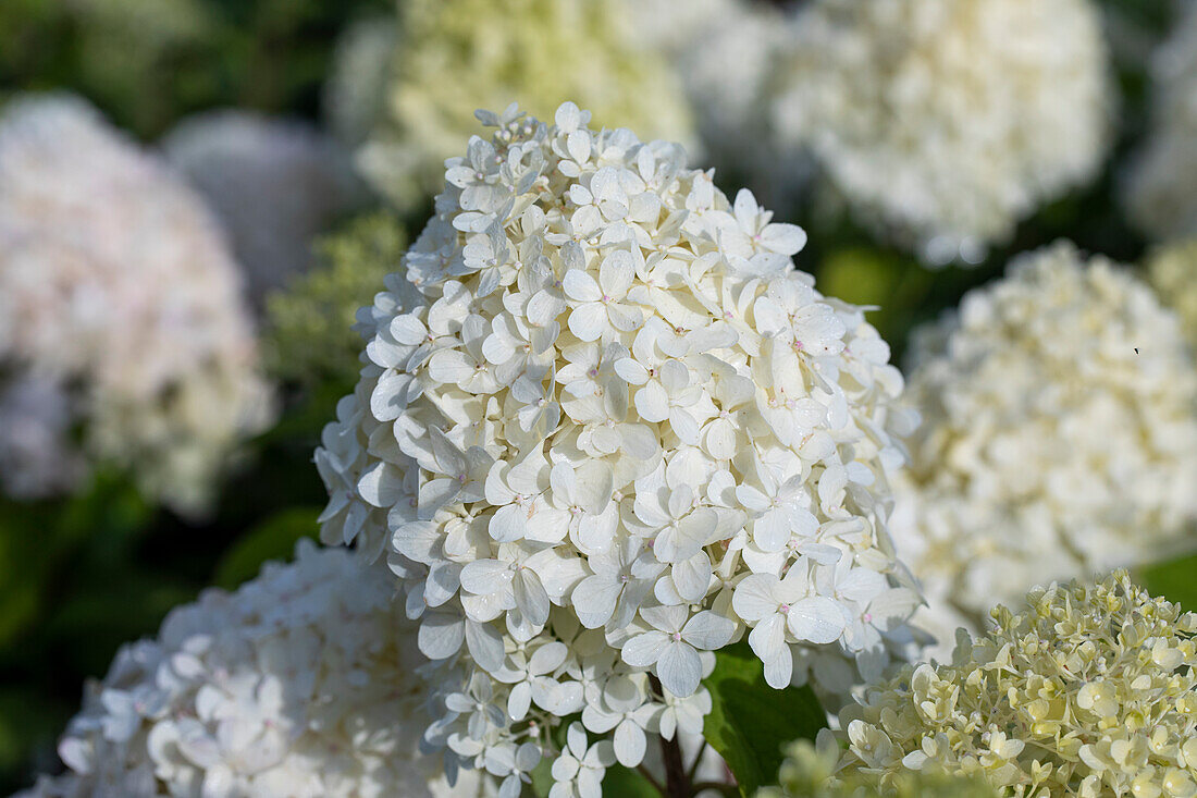 Hydrangea paniculata