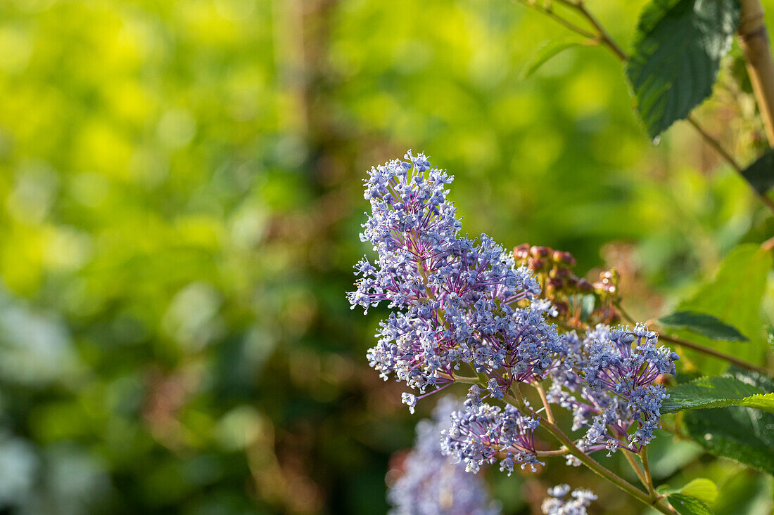 Ceanothus delilianus 'Gloire de Versailles'