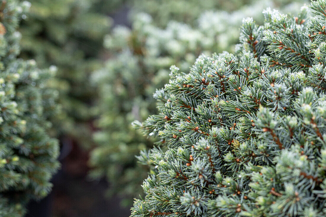 Picea glauca 'Echiniformis'