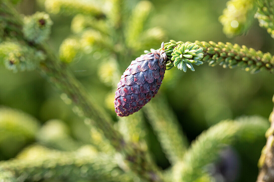 Picea orientalis