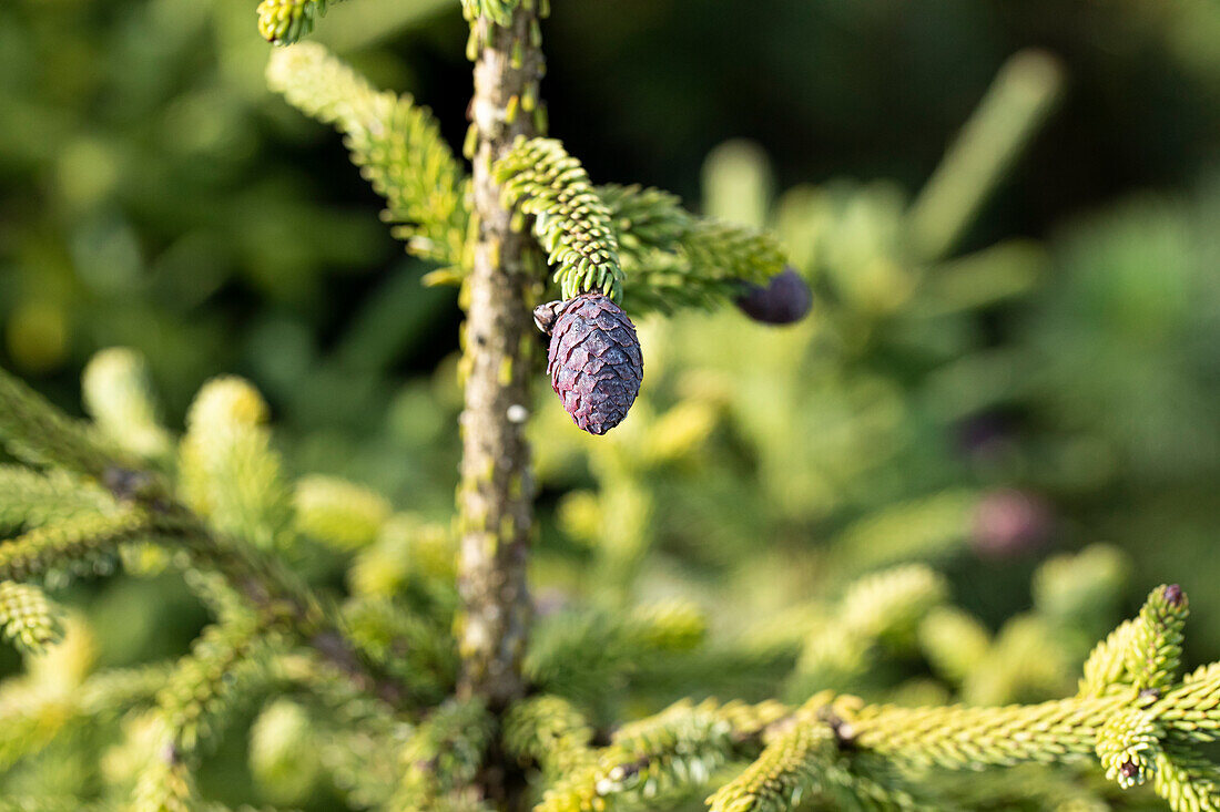 Picea orientalis