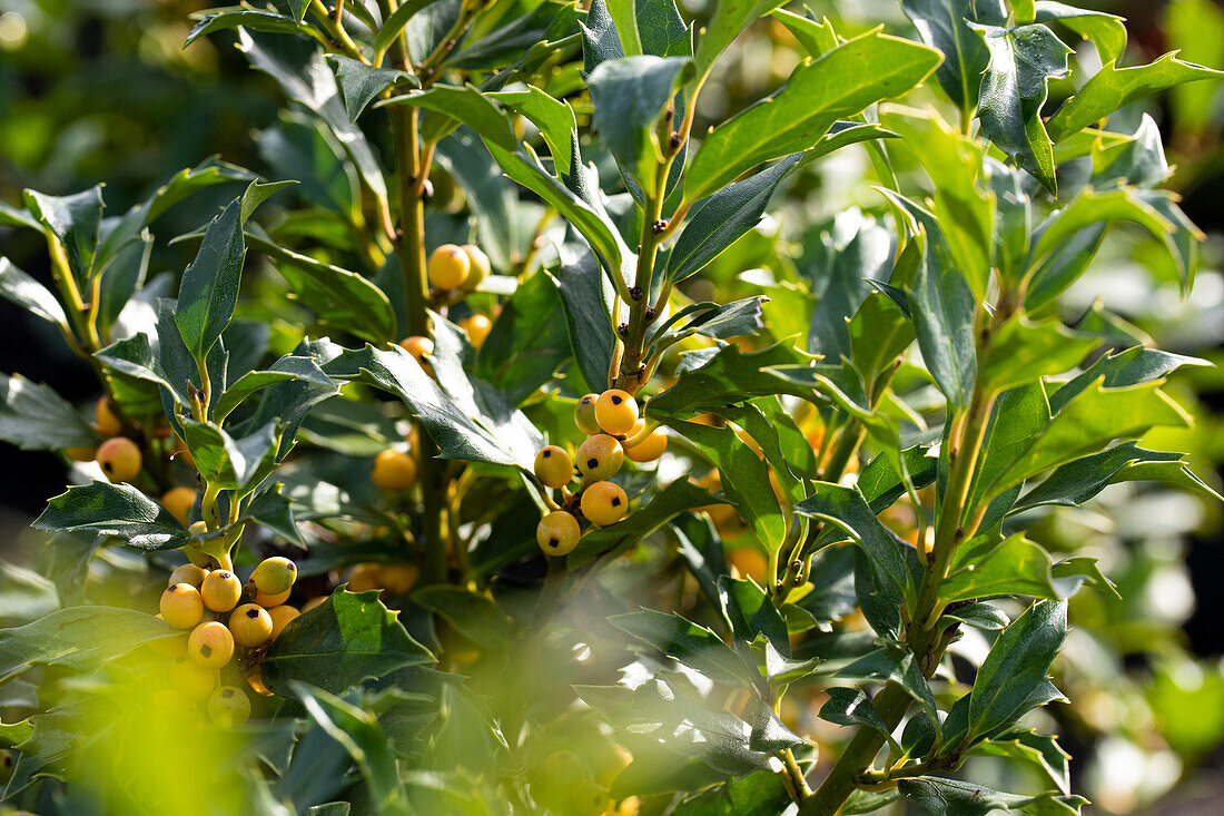 Ilex meserveae 'Golden Girl'