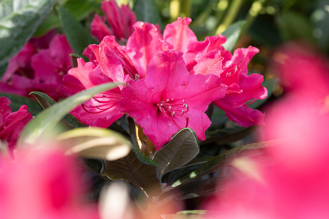 Rhododendron yakushimanum, red